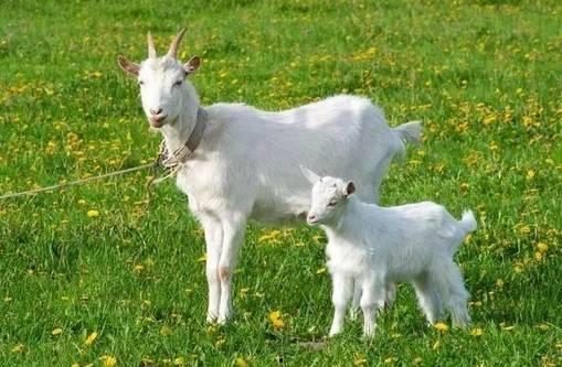 国产冥山羊视频评测,揭秘神秘生物的神秘面纱