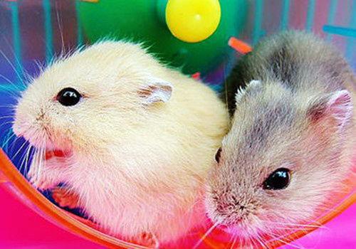 国产仓鼠粮食测评视频下载,品质与性价比的完美结合