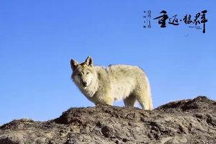 国产电影狼群解说视频下载,国产动作巨制，热血激战背后的下载传奇