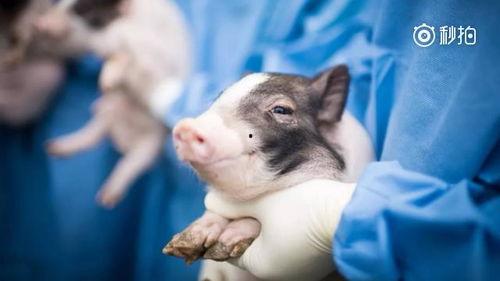 国产猪视频,探寻中国养猪业的创新与发展