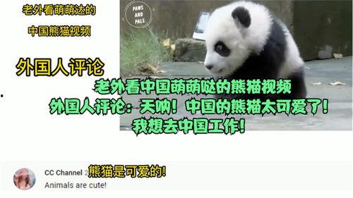 国产熊猫视频在线看,在线观看的生态奇观