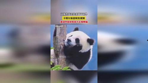 国产熊猫视频在线看,在线观看的生态奇观