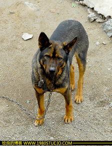 国产虹鳟鱼做法视频播放,美味佳肴在家轻松制作