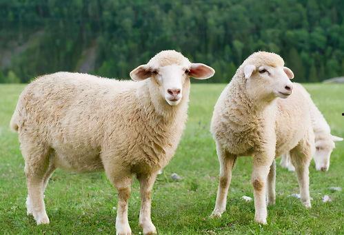 国产绵羊对比图片视频,图片视频对比下的品种特色解析