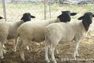 国产绵羊对比图片视频,图片视频对比下的品种特色解析