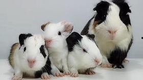 国产荷兰猪拆箱视频,萌宠新伙伴的诞生记