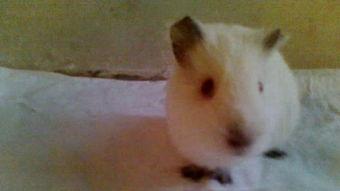 国产荷兰猪拆箱视频,萌宠新伙伴的诞生记