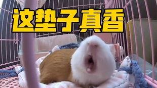 国产荷兰猪拆箱视频,萌宠新伙伴的诞生记